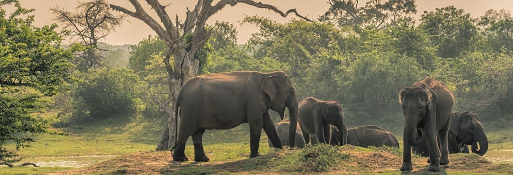 Sri Lanka Tours 4 nights 5 days