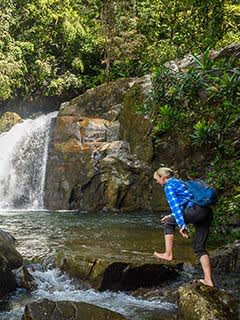 Rain Forest Exploration