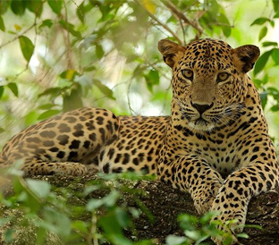 Wilpattu safari