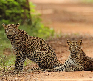 Yala Safari